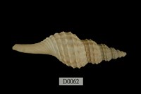 藏品(日本長旋螺)的圖片